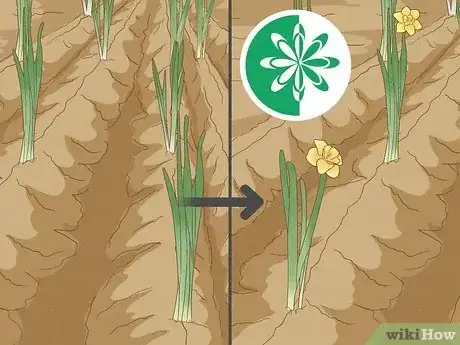 Imagen titulada Plant Daffodils Step 9