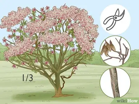 Imagen titulada Prune a Magnolia Tree Step 1