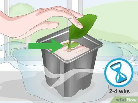 Imagen titulada Propagate African Violets Step 8