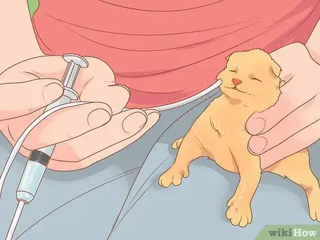 Imagen titulada Deworm a Kitten Step 5