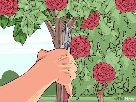 Imagen titulada Care for Camellias Step 9
