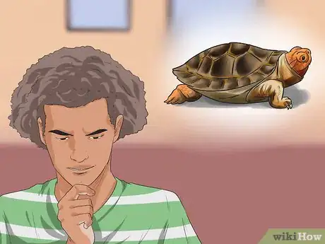 Imagen titulada Buy a Turtle Step 14