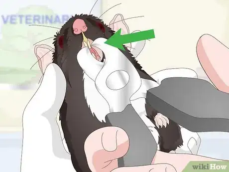 Imagen titulada Spot Common Signs of Illness in Mice Step 12