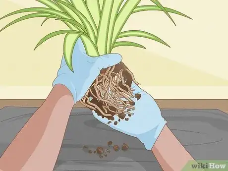 Imagen titulada Divide a Spider Plant Step 5