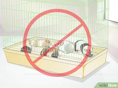 Imagen titulada Treat Respiratory Problems in Guinea Pigs Step 13