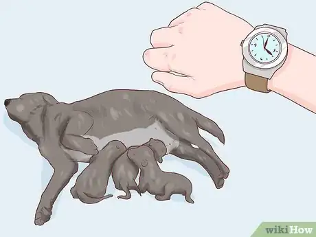 Imagen titulada Handle Late Whelping in Dogs Step 7