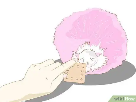 Imagen titulada Care for a Pygmy Puff Step 2
