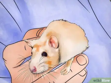 Imagen titulada Get Rid of Fleas on Rats Step 4