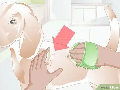 Imagen titulada Treat Benign Fatty Skin Tumors on Dogs Step 1