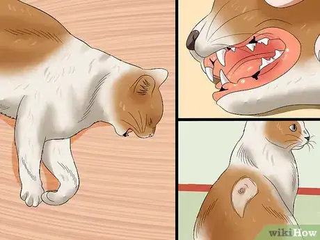 Imagen titulada Care for an FIV Infected Cat Step 21