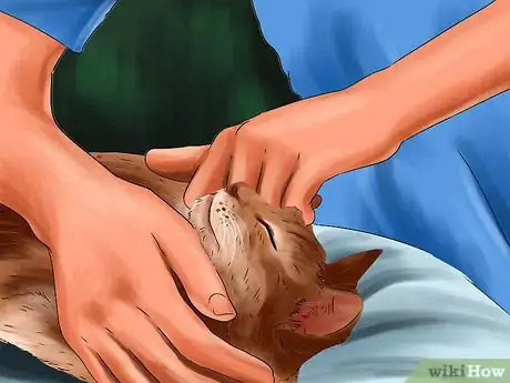 Imagen titulada Treat a Bee Sting on a Cat Step 7