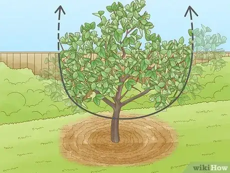 Imagen titulada Prune Citrus Trees Step 5