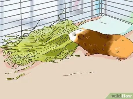 Imagen titulada Keep Your Guinea Pigs Smelling Good Step 9