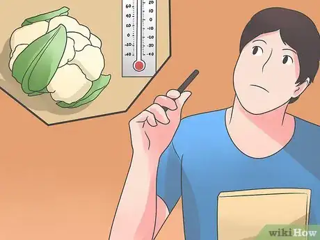 Imagen titulada Grow Cauliflower Step 1