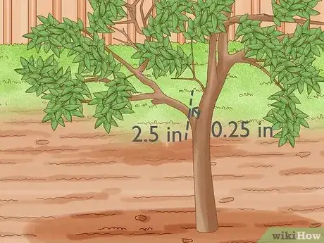 Imagen titulada Prune Guava Trees Step 11
