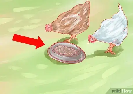 Imagen titulada Feed Chickens Step 8