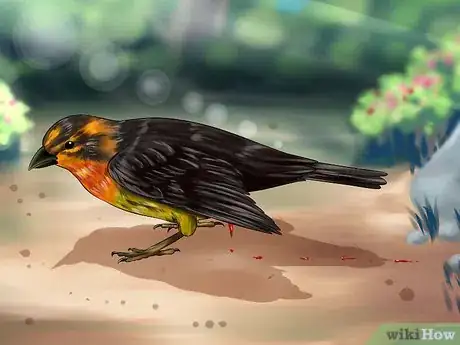 Imagen titulada Care for an Injured Wild Bird That Cannot Fly Step 3