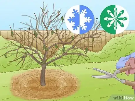 Imagen titulada Prune Citrus Trees Step 2