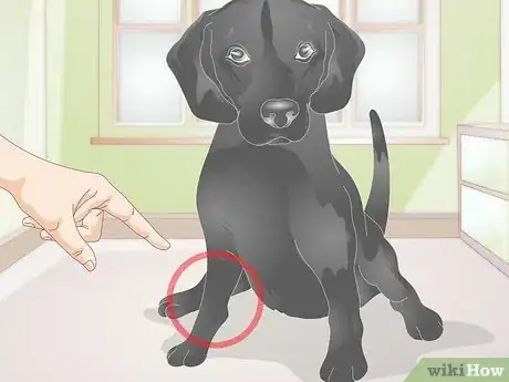 Imagen titulada Take a Dog's Blood Pressure Step 5