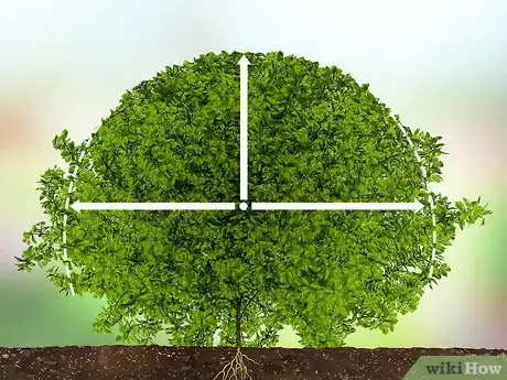 Imagen titulada Trim Evergreen Bushes Step 11