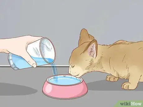 Imagen titulada Treat a Cat with Blood in Its Stool Step 7