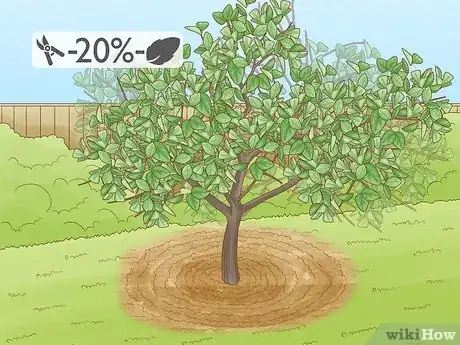 Imagen titulada Prune Citrus Trees Step 4