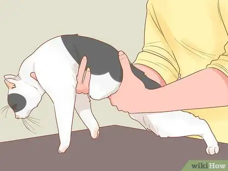 Imagen titulada Choose a Lap Cat Step 5
