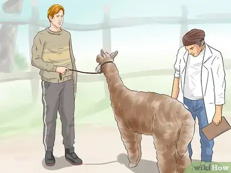 Imagen titulada Care for a Llama Step 2