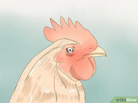 Imagen titulada Tell if a Chicken is Sick Step 14