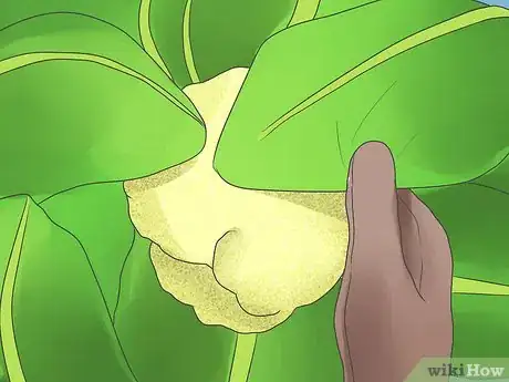 Imagen titulada Grow Cauliflower Step 9