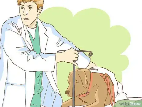 Imagen titulada Wrap a Dog’s Shoulder Step 18