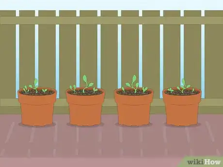 Imagen titulada Propagate Azaleas Step 44Bullet1
