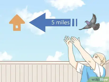 Imagen titulada Train a Homing Pigeon Step 9
