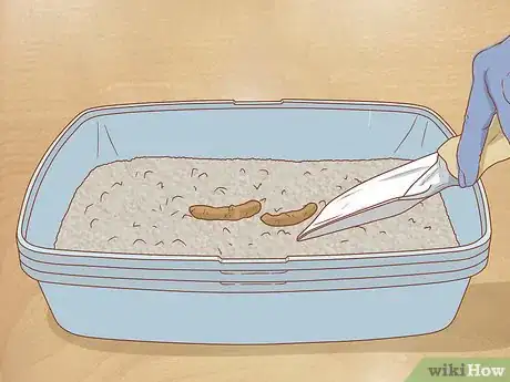 Imagen titulada Treat a Cat with Blood in Its Stool Step 2