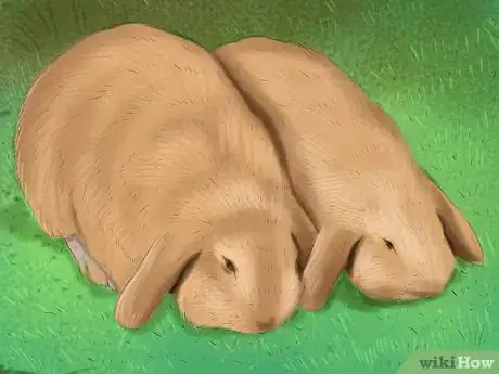 Imagen titulada Raise a Lop Eared Rabbit As a Pet Step 12