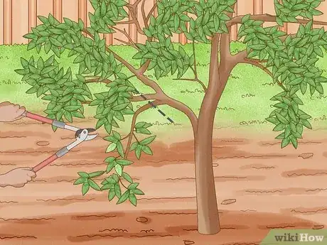 Imagen titulada Prune Guava Trees Step 10