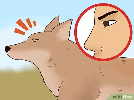 Imagen titulada Survive a Coyote Attack Step 5