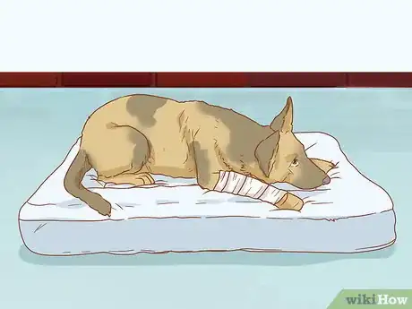 Imagen titulada Help a Dog Recover from a Broken Leg Step 17
