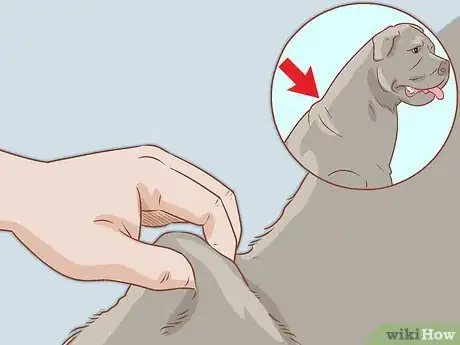 Imagen titulada Give an Insulin Shot to Dogs Step 7