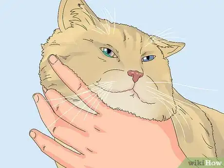 Imagen titulada Treat Watery Eyes in Cats Step 17