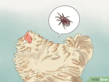 Imagen titulada Tell if a Chicken is Sick Step 17