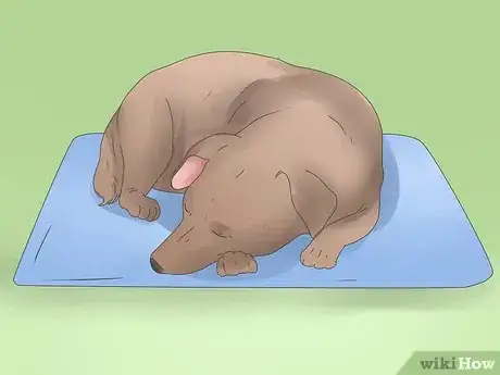 Imagen titulada Spot Dog Seizure Symptoms Step 7