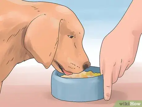 Imagen titulada Treat Dog Diarrhea Step 6