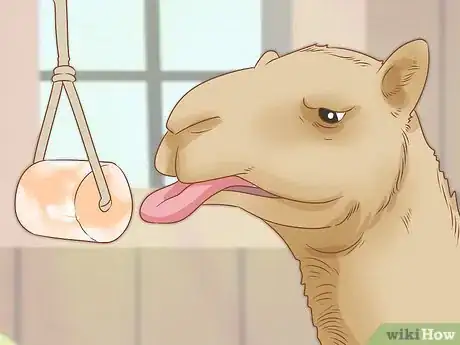 Imagen titulada Care for a Camel Step 2