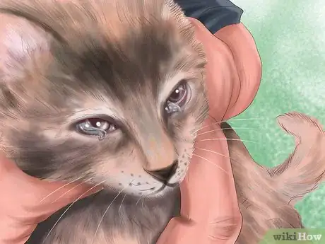 Imagen titulada Diagnose Feline Cataracts Step 1