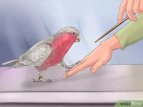 Imagen titulada Train a Bird to Step on Your Finger Step 1