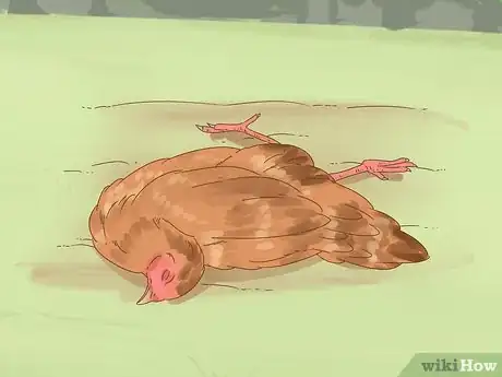 Imagen titulada Tell if a Chicken is Sick Step 13