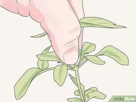 Imagen titulada Care for Geraniums in Winter Step 8