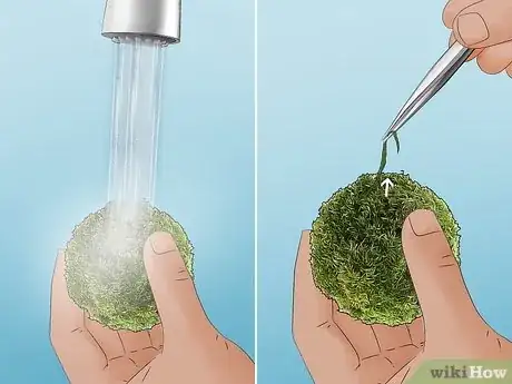Imagen titulada Clean an Aquatic Moss Ball Step 8