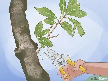 Imagen titulada Prune a Magnolia Tree Step 8